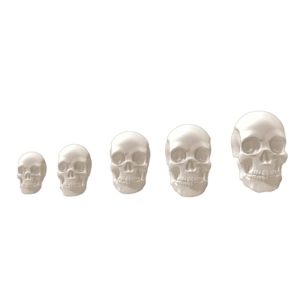 3D skulls for modeling